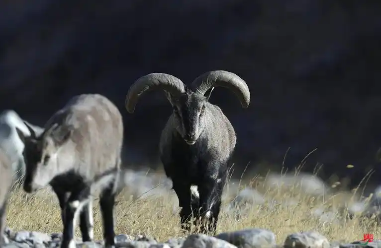 贺兰山岩羊