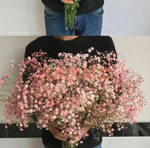 荞麦花干花鬼怪同款花束送人闺蜜餐厅客厅摆设真花装饰简约b88p绿色