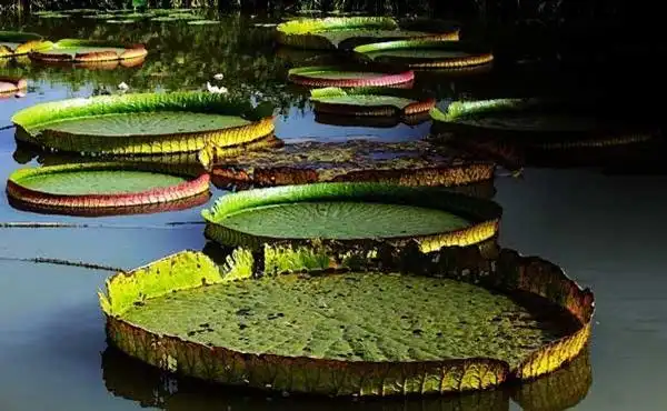 植物最大的叶子有多大