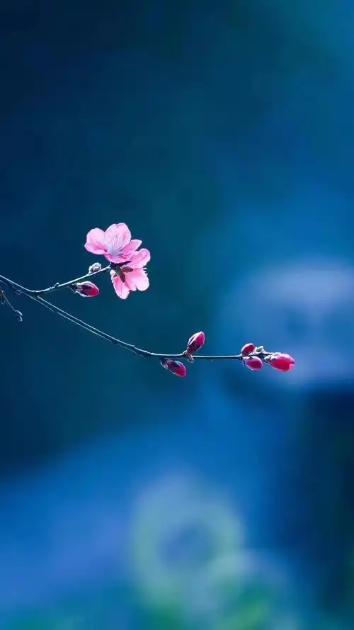 简短早安高雅早上好唯美图片