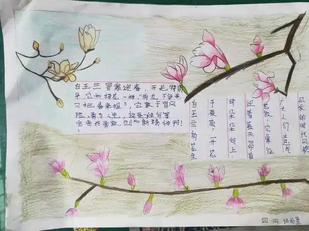 关于玉兰花科学的手抄报科学的手抄报