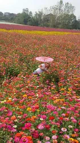 美丽的常德花海