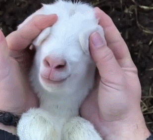 小羊大耳朵可爱好萌gif动图_动态图_表情包下载_soogif