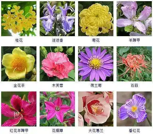 100种·花期秋天的花卉,让你目不暇接!