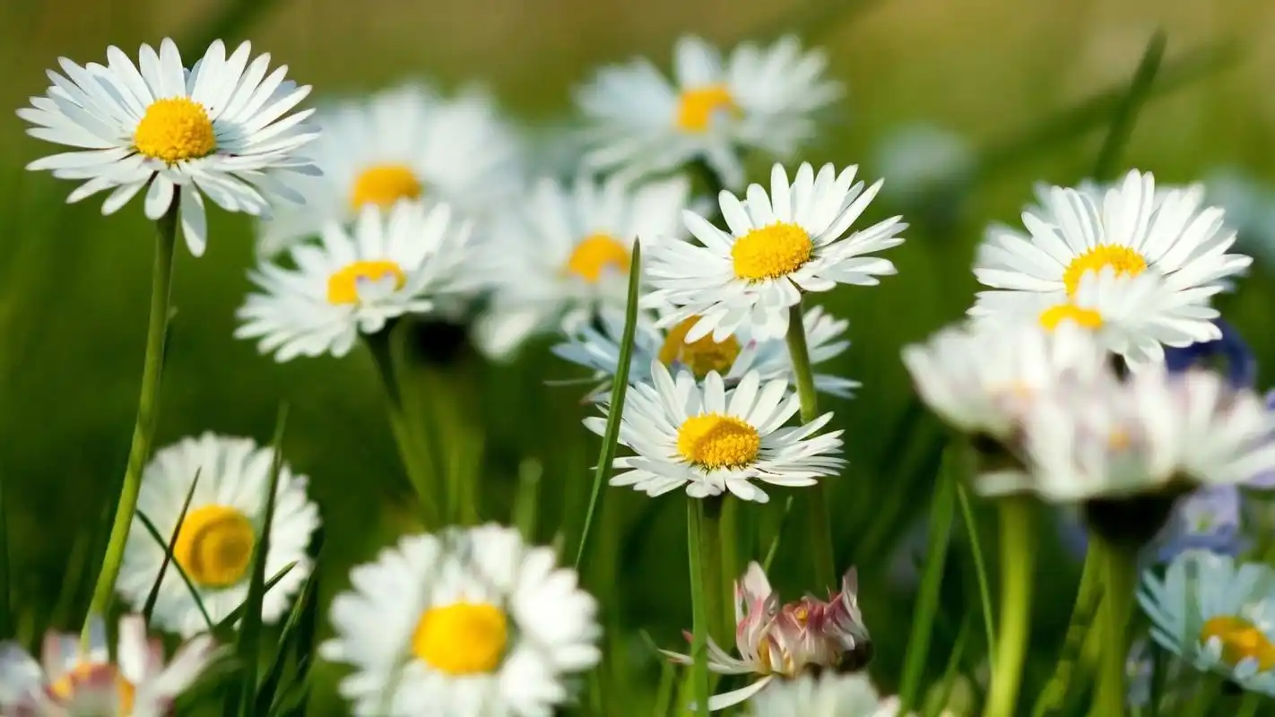 盛夏小清新植物小花桌面壁纸