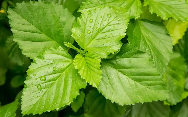 绿叶,露水,新鲜 壁纸