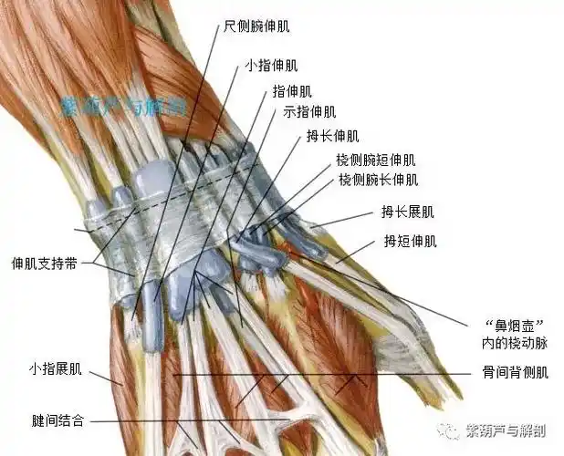 手腕部基础解剖