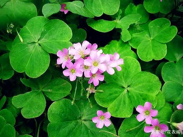 男士给家里养一盆幸运草 可爱又好看 据说女神们都喜欢