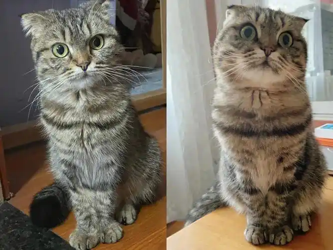 小可爱了,由于是只小母猫,肥胖距离它还很遥远#捡到流浪猫  #猫咪日常