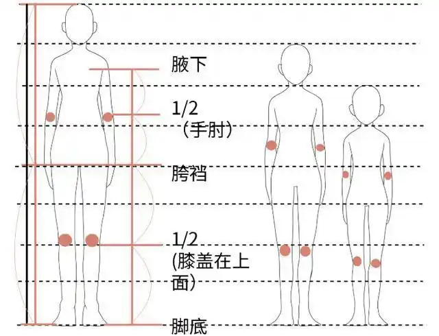 男女身体比例的区别