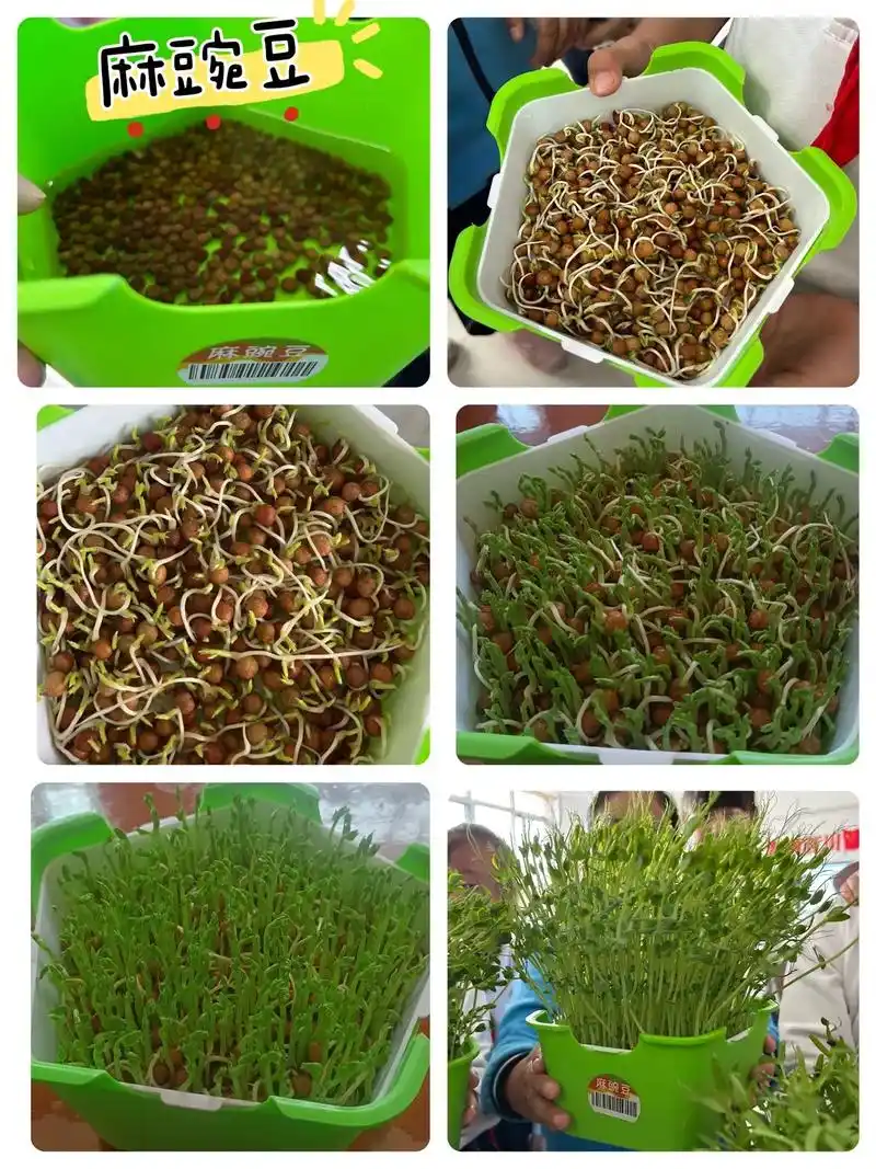 非常有意义的一次种植体验,孩子们从种子泡水发芽 - 抖音