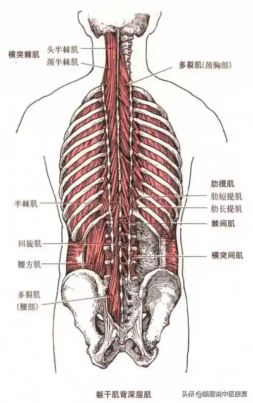 背部肌肉直立,三组肌肉保护平衡;髂肋肌位于最外侧,长肌棘肌位于内宫.