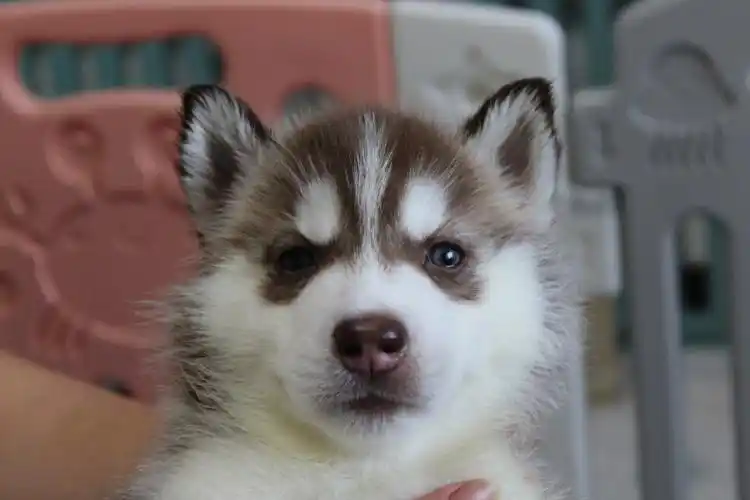 呆萌小狗,睡着觉就被抱起来拍照了#哈士奇  #哈士奇宝宝  #小奶狗的