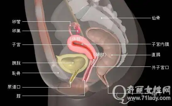 子宫的位置 图解