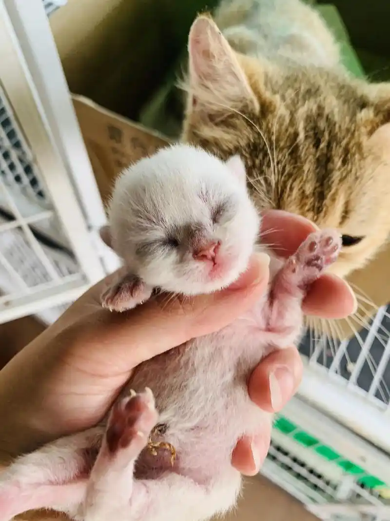 刚出生的小奶猫