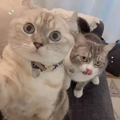 猫系列的情侣头像一左一右2022年两个猫咪的情头超萌版2022最新情侣