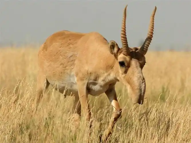 全世界动物数量40年减少一半 非洲狮仅剩10%