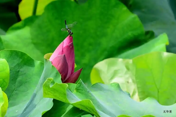 夏天拍荷花,蜻蜓,翠鸟