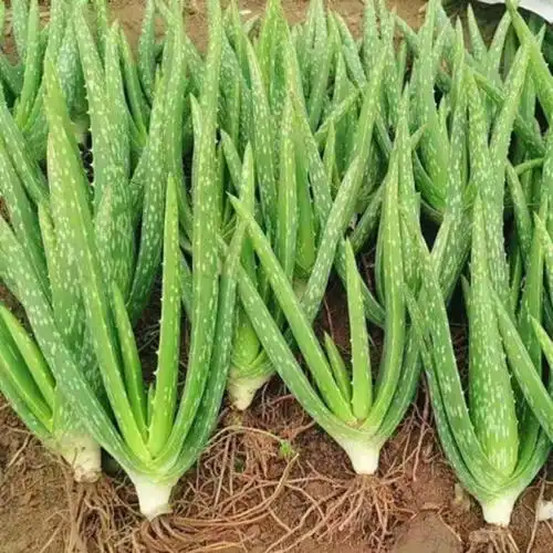 中国芦荟的功效和作用(养上一盆芦荟好看好养好处多)