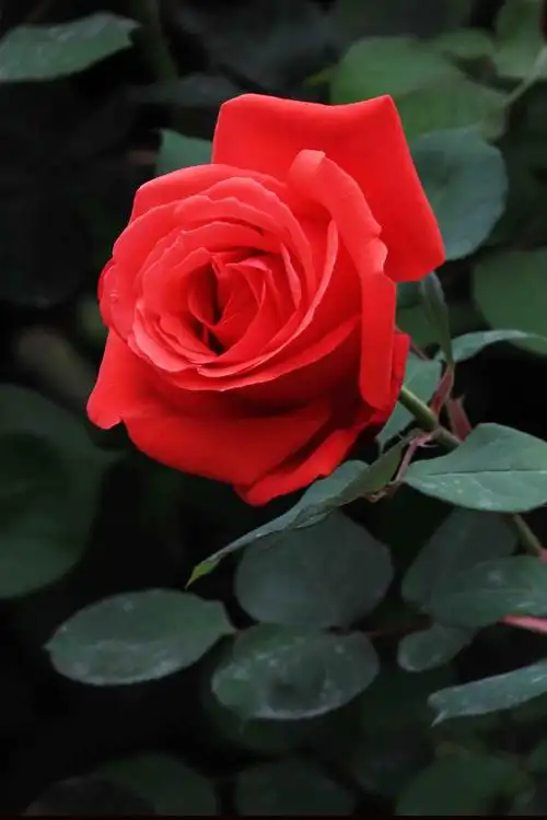 玫瑰花--红的似火,粉的似霞,美的仙