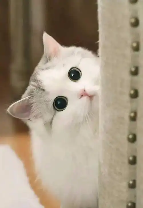 这些猫咪的眼神会说话,每张照片都能深深地打动了你!