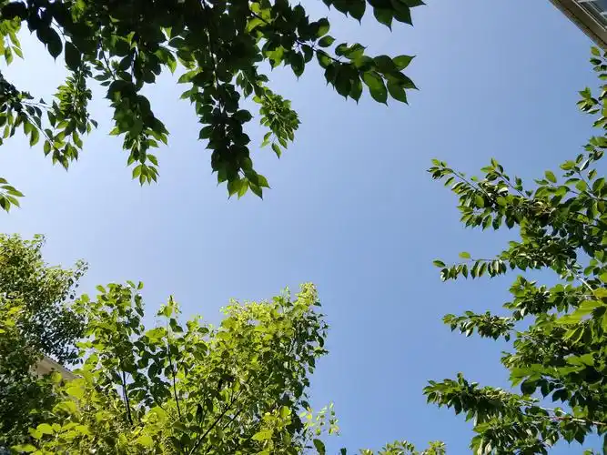 小区的蓝天,小区的绿叶!