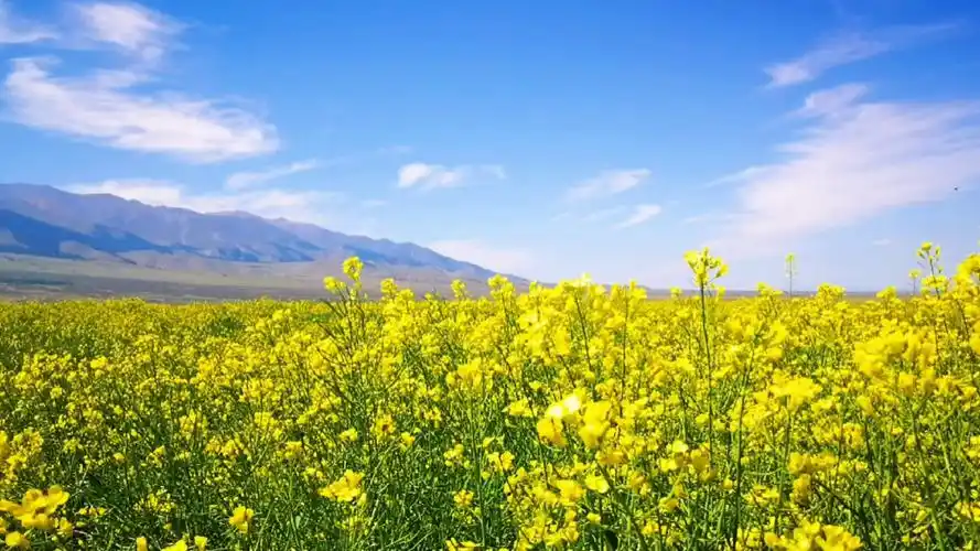 金灿灿的田园风光(横屏观看更美)