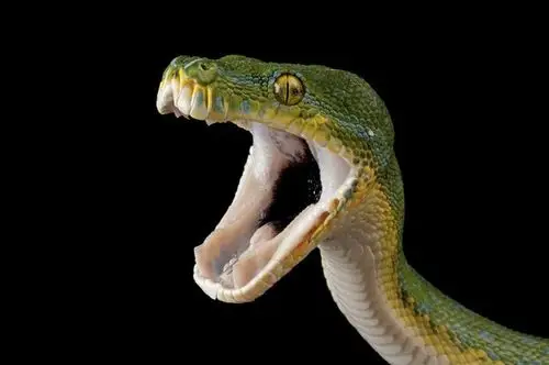 濒危动物的大特写_网易探索