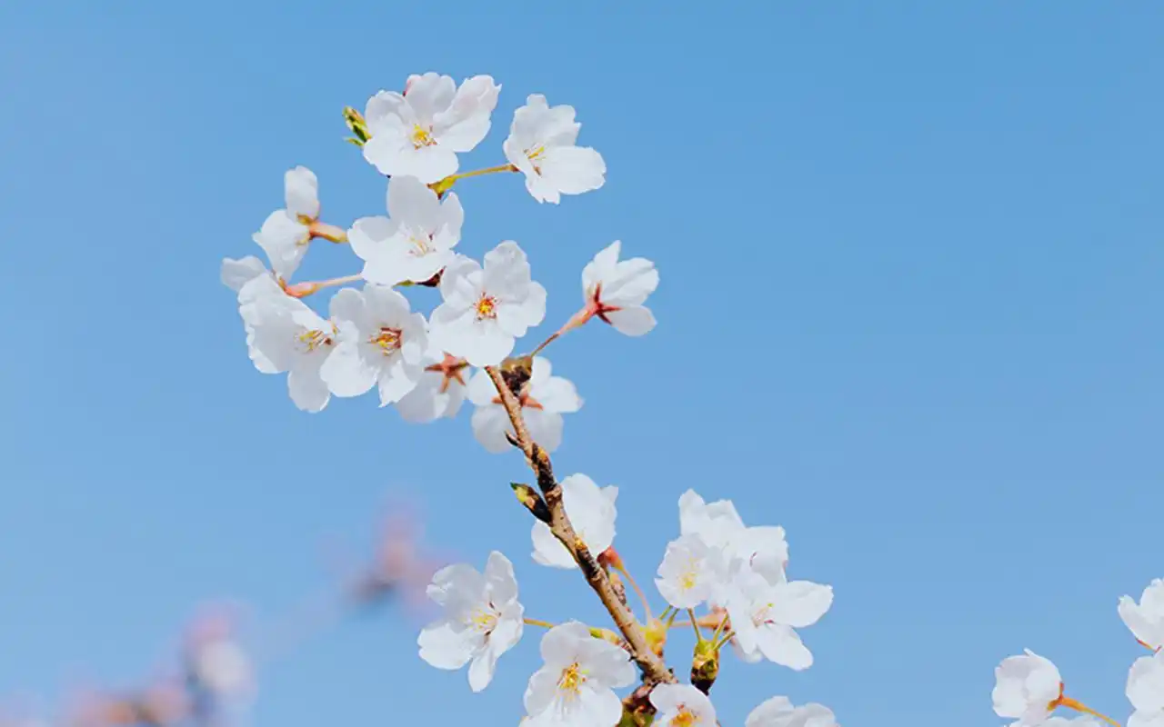 春光中的风景樱花图片桌面壁纸
