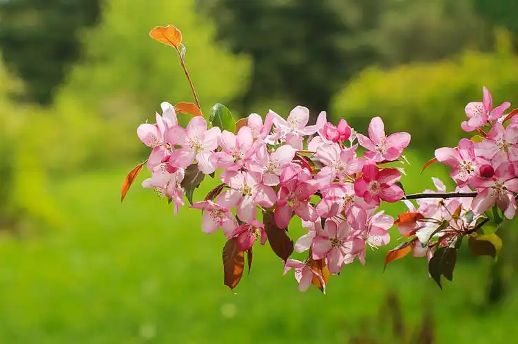 开花树图片_开花树高清图片_全景视觉
