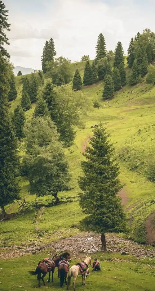 真实绿色大自然护眼壁纸