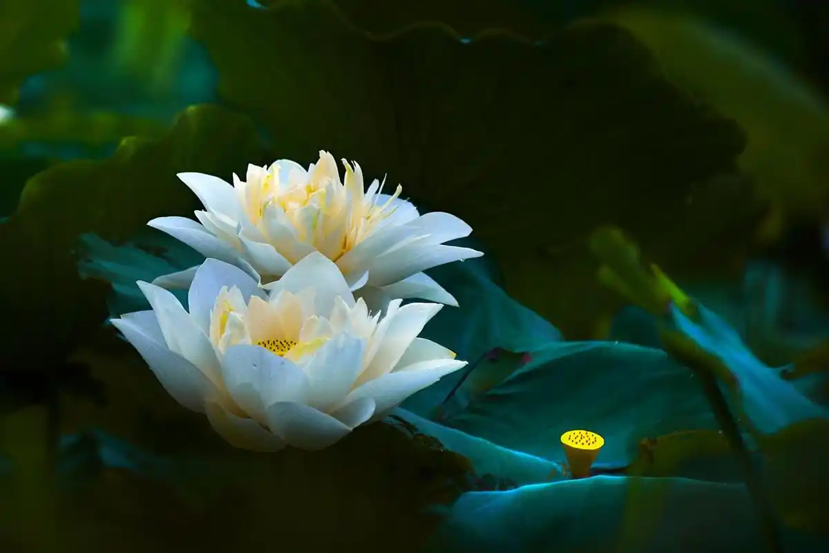 莲花图片(莲花图片大全大图高清)