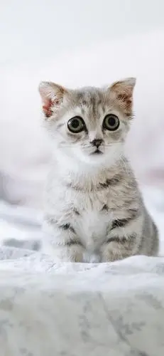 可爱呆萌的喵星人,动物-手机壁纸