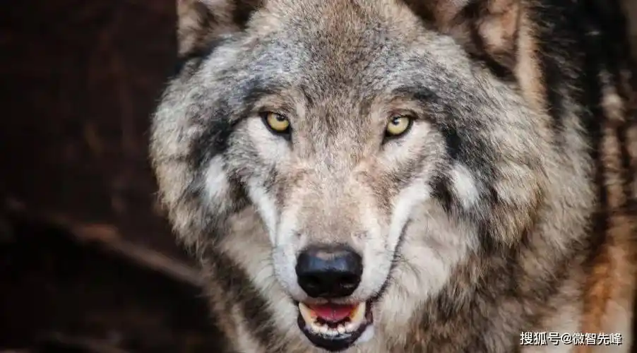 看脸识凶:那些暴露凶恶之徒的面相特征_眼睛_眼神_白眼