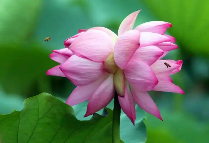 洪湖公园—因并蒂莲而闻名遐迩!