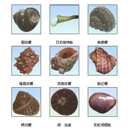 贝壳的种类(贝壳的种类图片和名字)