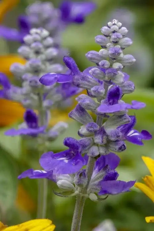 蓝花鼠尾草vv首发