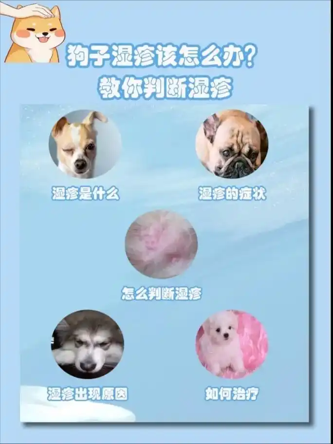 教你判断啦!狗狗湿疹并不是特别严重的疾病,但 - 抖音