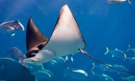 "丑萌丑萌"的魔鬼鱼