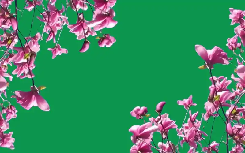 绿幕视频素材花朵