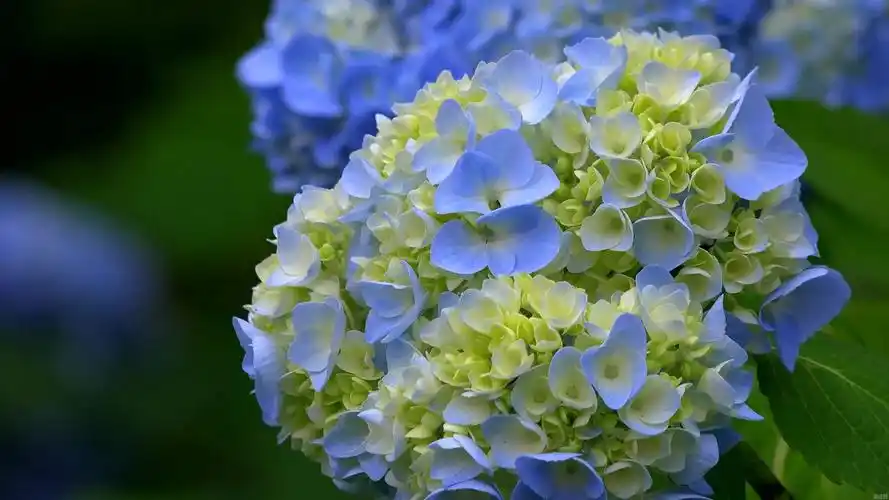 男生送绣球花的用意 送绣球花的用意