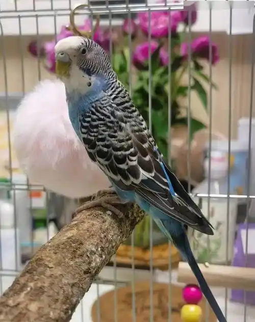 花生作文集 | 用"活"的字眼写"活"我的动物朋友_蓝毛_鹦鹉_王雅