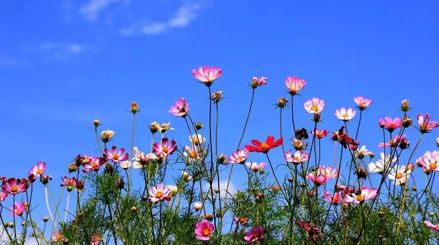 蓝天下的格桑花