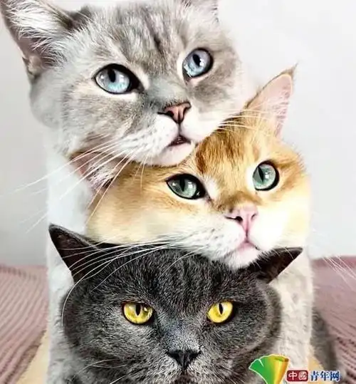 3只英国短毛猫友情深厚戴墨镜相互依偎太萌了