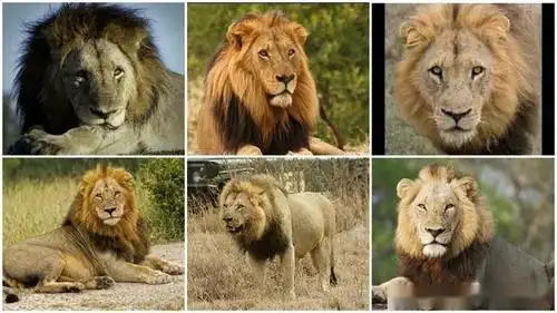 雄狮联盟:兄弟如手足,妻子如布衣