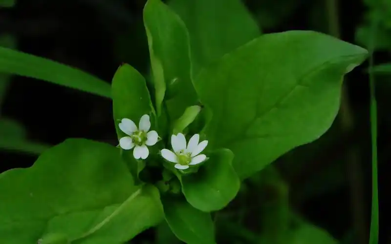 春天的白花与绿草小清新壁纸