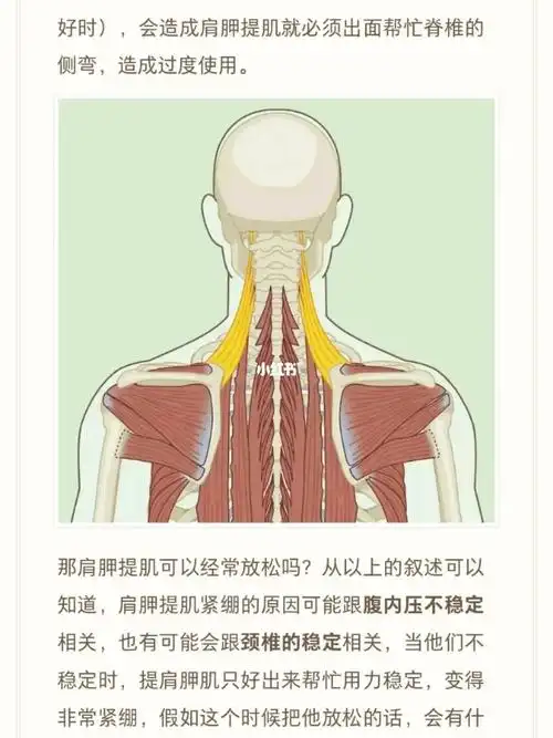 肩胛提肌只放松就行了吗