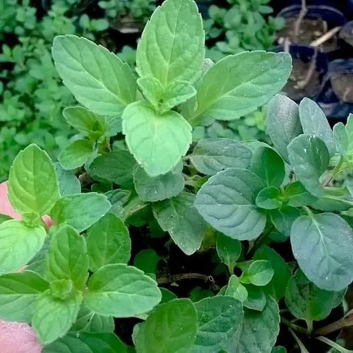 苏格兰薄荷苗盆栽食用绿薄荷草盆栽 驱蚊香草植物 香草茶厨房料理