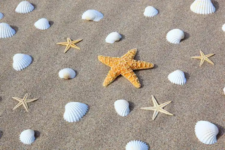 海滩贝壳图片_海滩贝壳图片大全_海滩贝壳图片下载