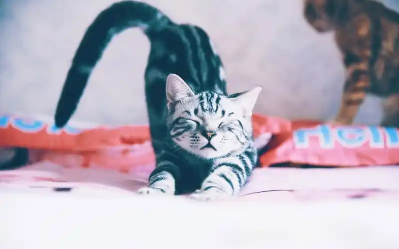 呆萌猫咪可爱宽屏壁纸_特别可爱的猫咪